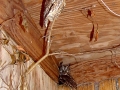 Screech_owls_DSC01577
