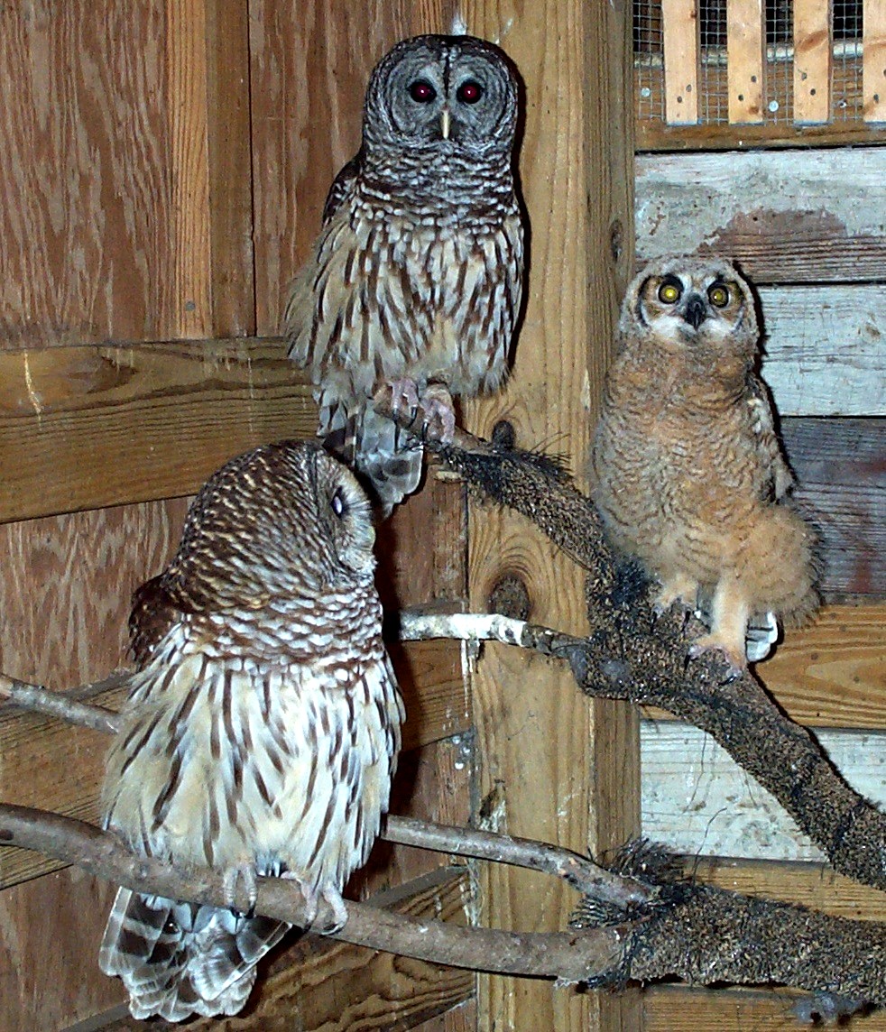 DCP_1185_2_Barred__&_a_great_horn_chicks