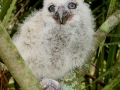 BABY_OWL