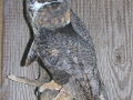 DSCN0951