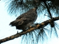 DSCN2929_(2)