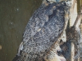 GREAT_HORNED_OWL