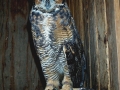 GREAT_HORNED_OWL_(2)