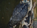 GREAT_HORNED_OWL_(3)