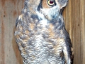 GREAT_HORNED_OWL_(4)
