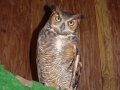 Great_Horned_OwlDSC01602