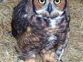 HORRED_OWL