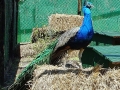 DSC00179