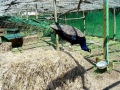 DSC00184