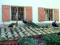 DSC00191