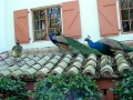 DSC00193