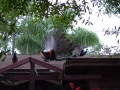 DSC01500