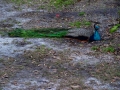 DSC01537_1