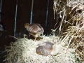 DSC04191