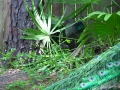 DSC04268