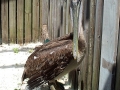 01_st_Brown_pelican