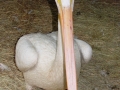 1st.White_Peligan_picture