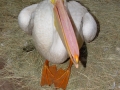 DSC06694