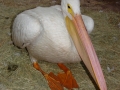DSC06699