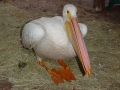 DSC06700