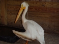 DSC08060