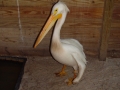 DSC08061