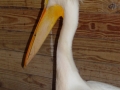 DSC08062