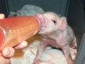 Feeding_Time