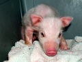 Piglet