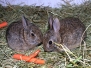 Rabbit Eastern Cottontail