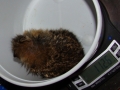 BABY_COTTON_TAIL
