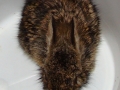 COTTON_TAIL_BUNNY_(2)