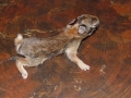 DSC00499