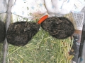 DSCN0537