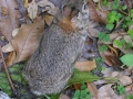 DSCN3611