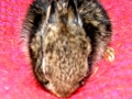 DSCN3784