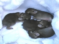 DSCN5187