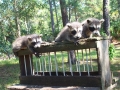 3 coons bird feeder