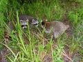 3 coons released