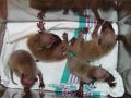 4 baby coons