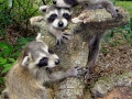 9-10-09 9AM 3 girl coons