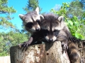BABY RACCOONS