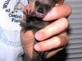 Coon 68g 9-22-08