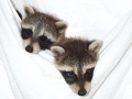 Coons 2002