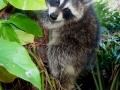 Cubbie
