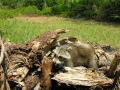 DSCN8864_1