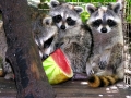 Raccoons 8-26-08