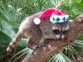 Santa Coon