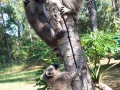 Three coons treed