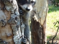 baby coons 1